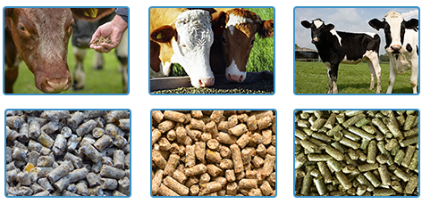 Cattle Feed Pellets