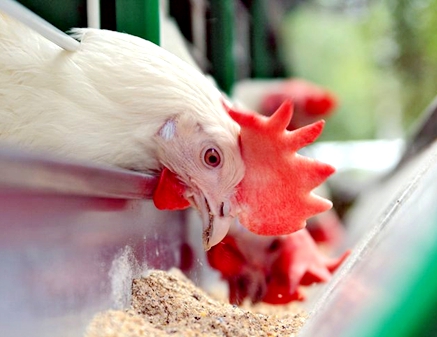 Animal Feed Hammer Mill for chicken mash feed