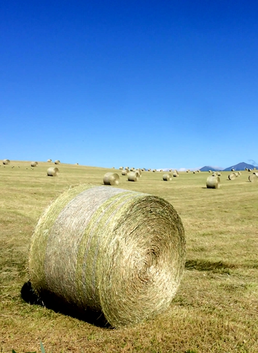 Raw material treatment for grass pellet production line