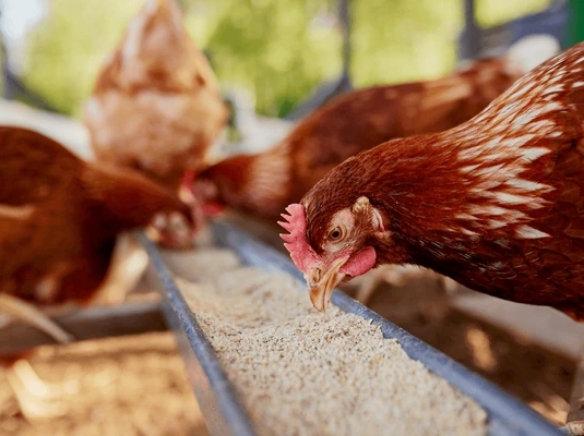 Various Animal Mash Feeds