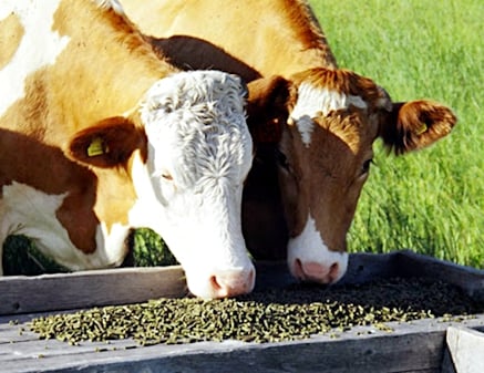 Animal Pellet Feed