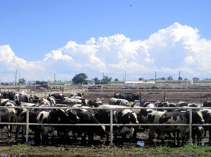 Poultry and livestock plant