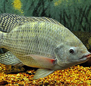 Tilapia