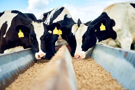 cattle feed pellets to improve their taste and palatability of animals