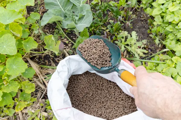 long-do-chicken-manure-pellets-last